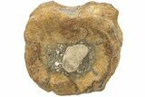 Wide, Pliosaurus (Stretosaurus) Vertebra - England #212851-1